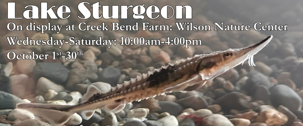 Lake sturgeon